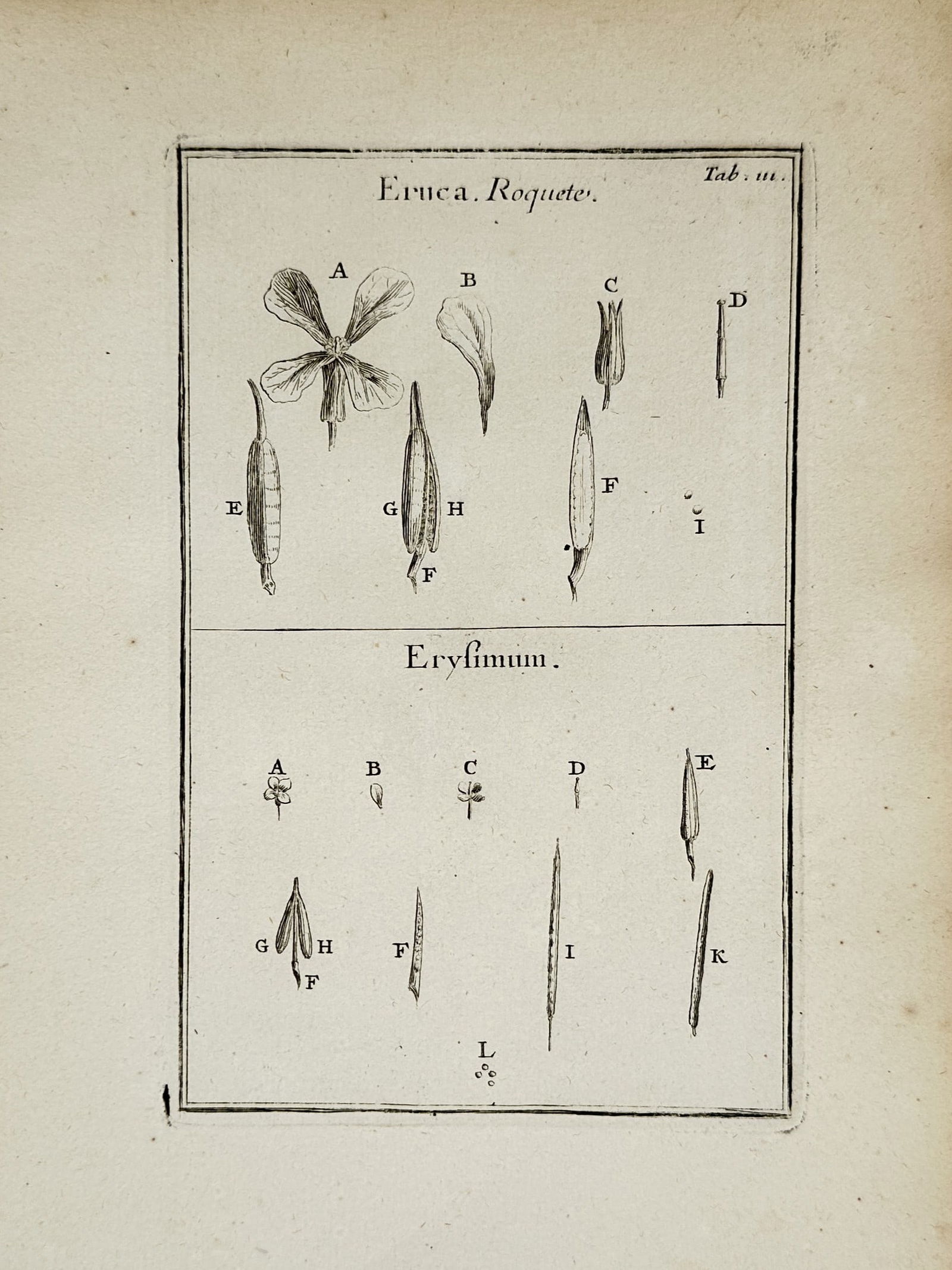 Joseph Pitton de Tournefort (1656-1708) – Botanical Study of Rocket and Hedge Mustard – Etching (1 of 2)
