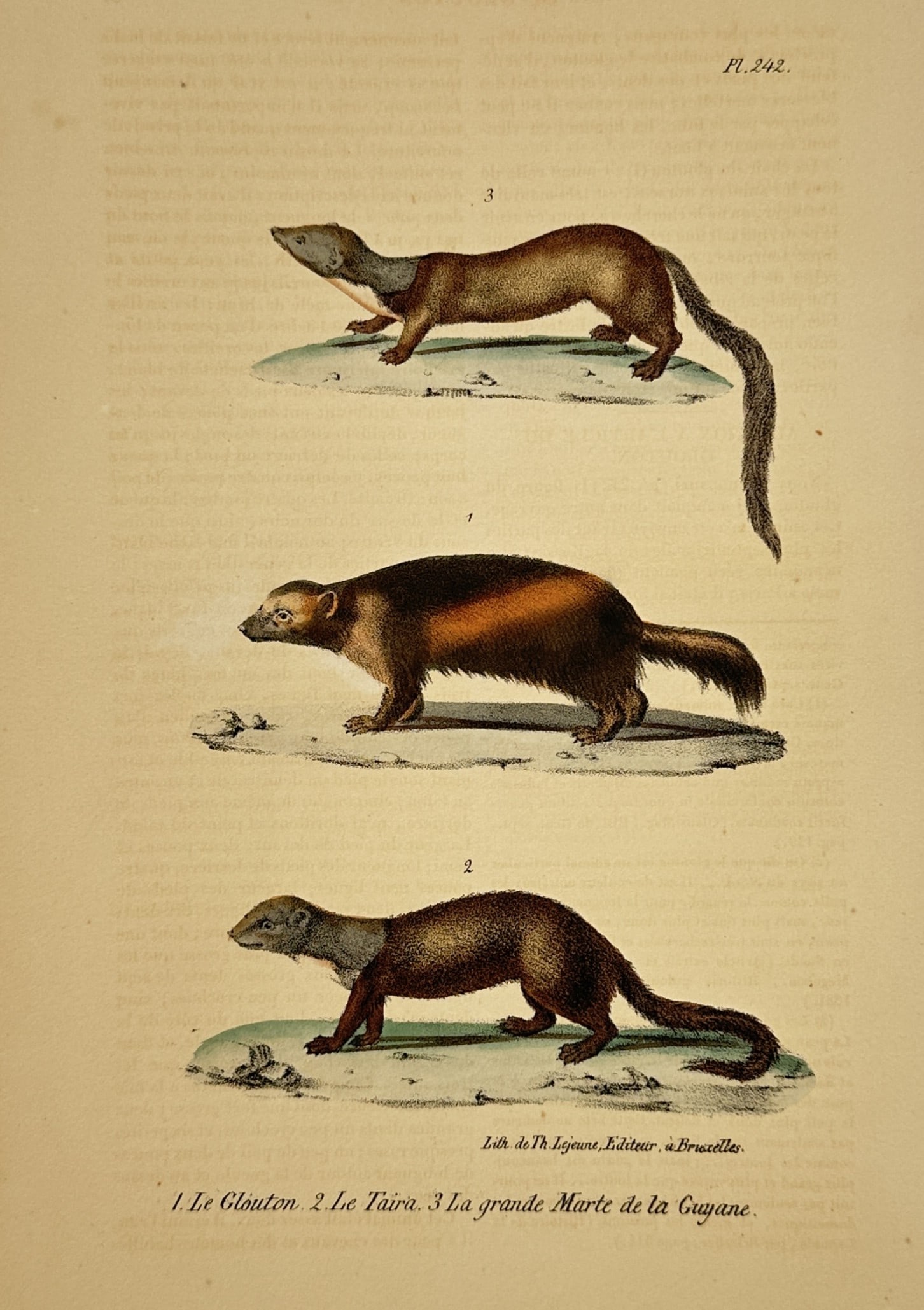 George-Louis Leclerc, Comte de Buffon – The Wolverine, Tayra, and Greater Grison (1 of 2)