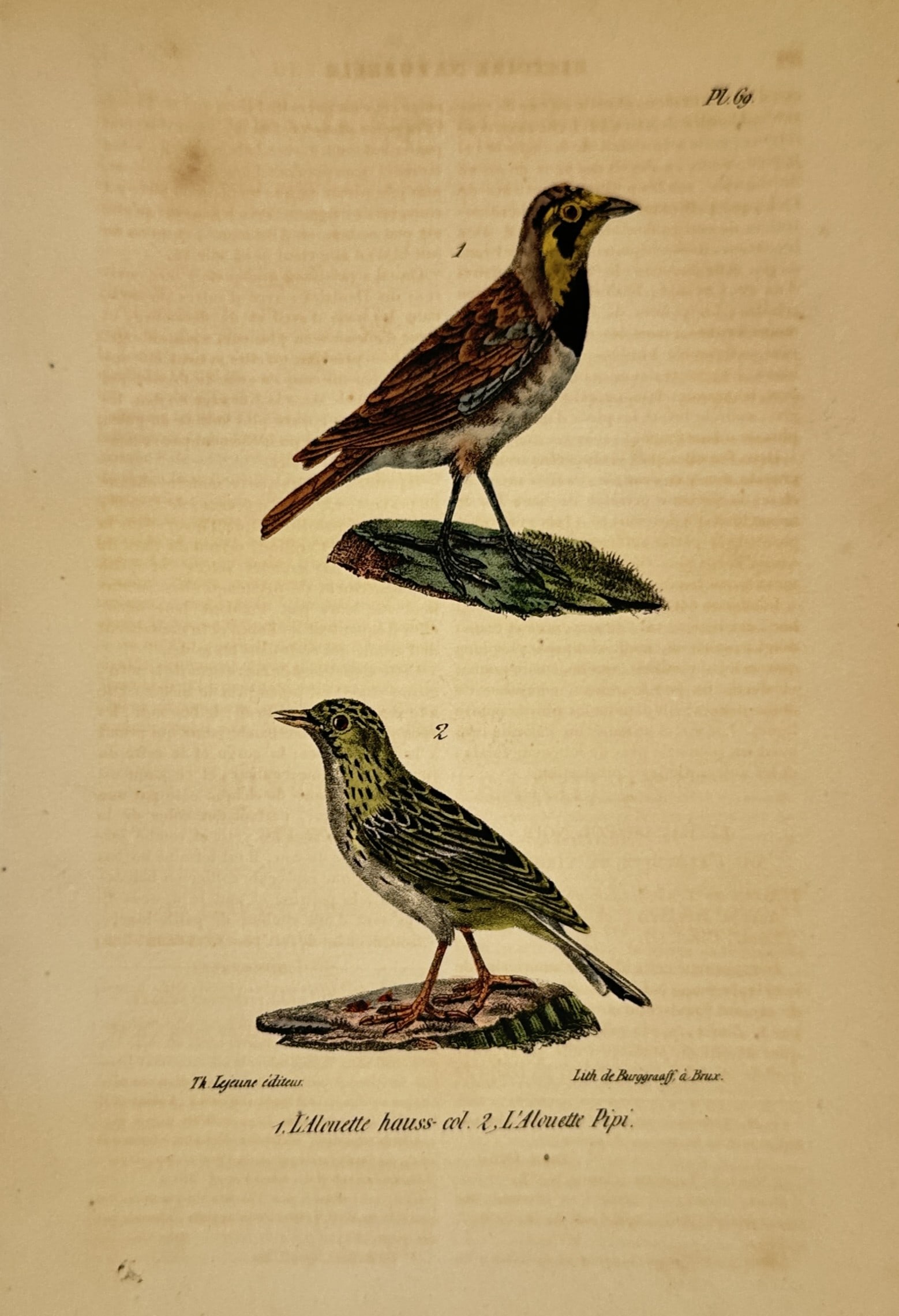 George-Louis Leclerc, Comte de Buffon – The Shore Lark and Tree Pipit – Hand-coloured lithograph (1 of 2)