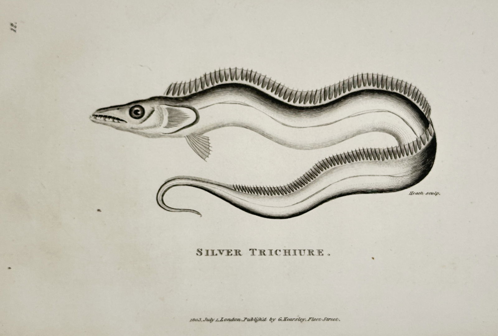 George Shaw (1751–1813) – Silver Trichiure – Engraving (1803): "Silver Trichiure" depicts a silver hairtail fish with an elongated, ribbon-like body and a continuous dorsal fin. The etching shows the specimen in a curved profile, highlighting its sharp teeth and