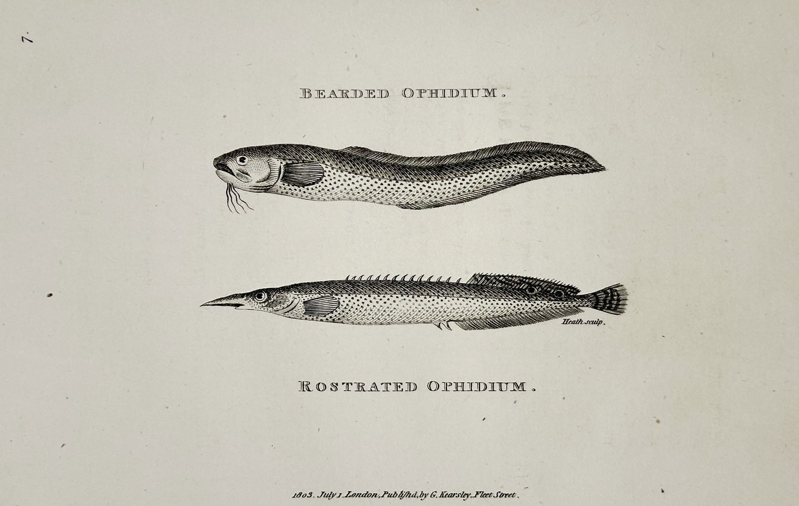 George Shaw (1751–1813) – Bearded Ophidium and Rostrated Ophidium – Engraving (1803) (1 of 2)