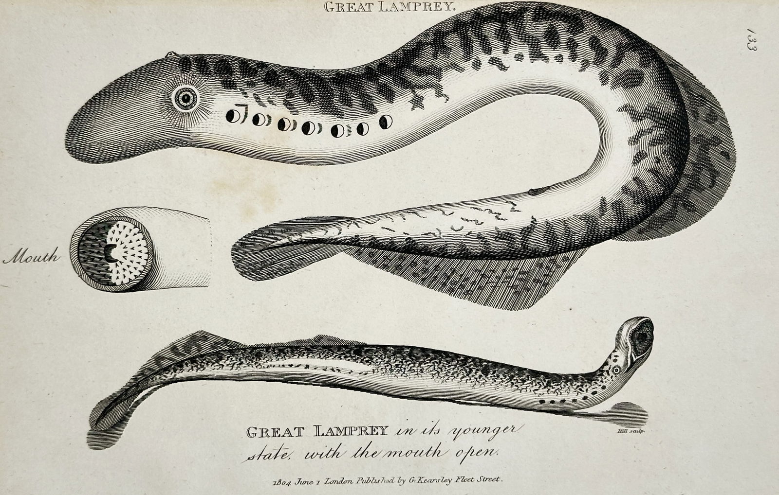 George Shaw (1751–1813) – The Great Lamprey – Etching (1804) (1 of 2)