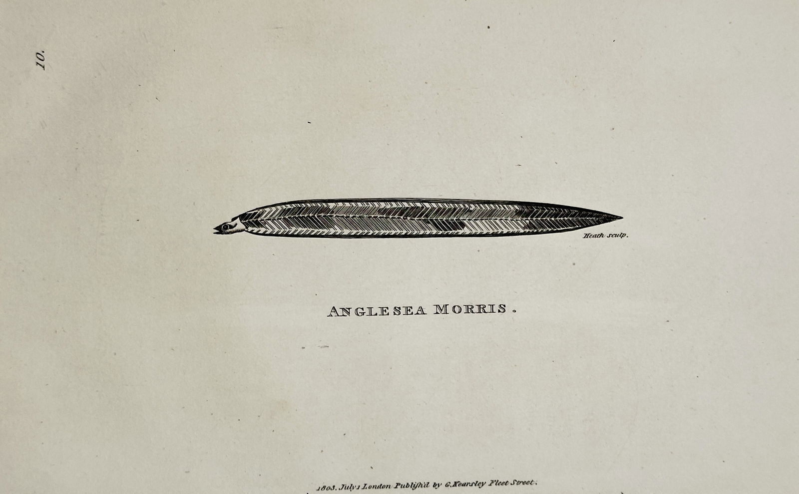 George Shaw (1751–1813) – Anglesea Morris – Engraving (1803): "Anglesea Morris" depicts a small, slender fish known as the Anglesea Morris, which is a larval stage of the European eel. The etching shows the specimen in a straight, horizontal profile, highlightin