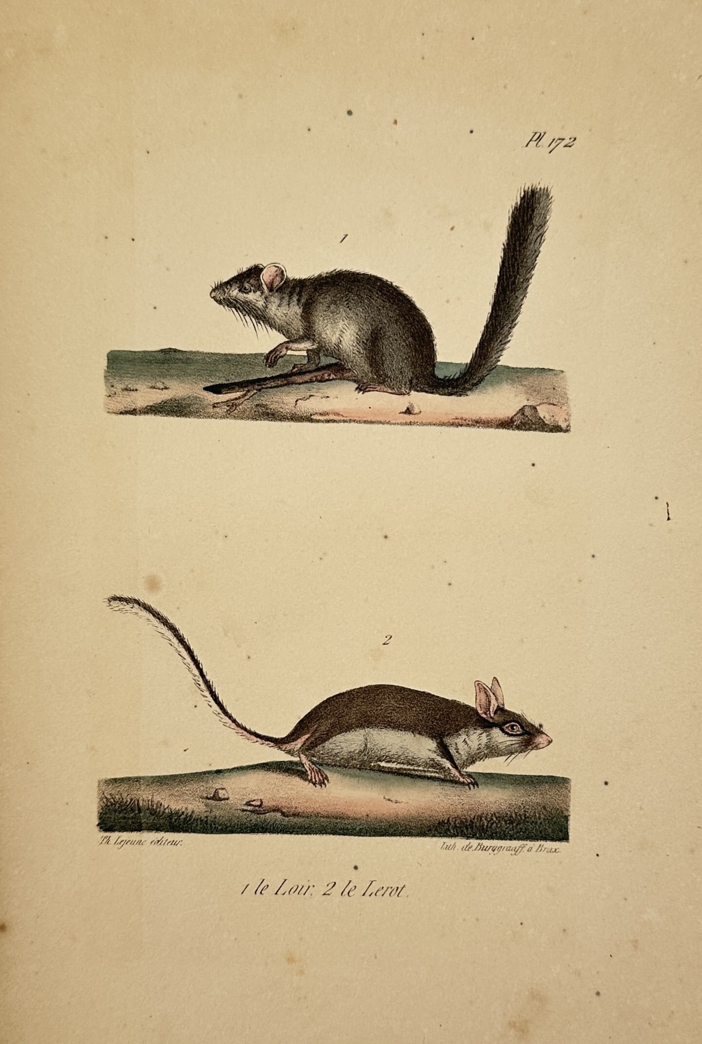 George-Louis Leclerc, Comte de Buffon – The Edible Dormouse and the Garden Dormouse (1 of 2)