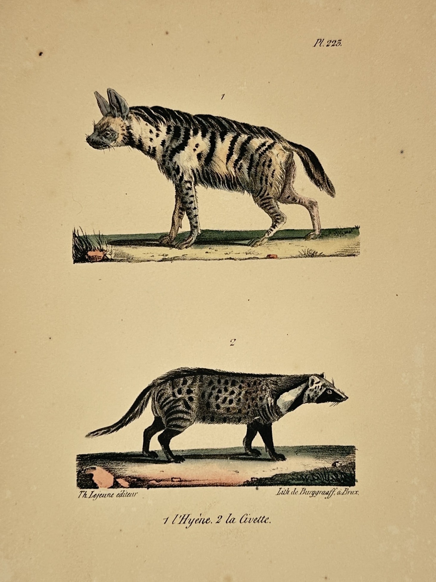 George-Louis Leclerc, Comte de Buffon – The Hyena and the Civet – Hand-coloured lithograph (1 of 2)