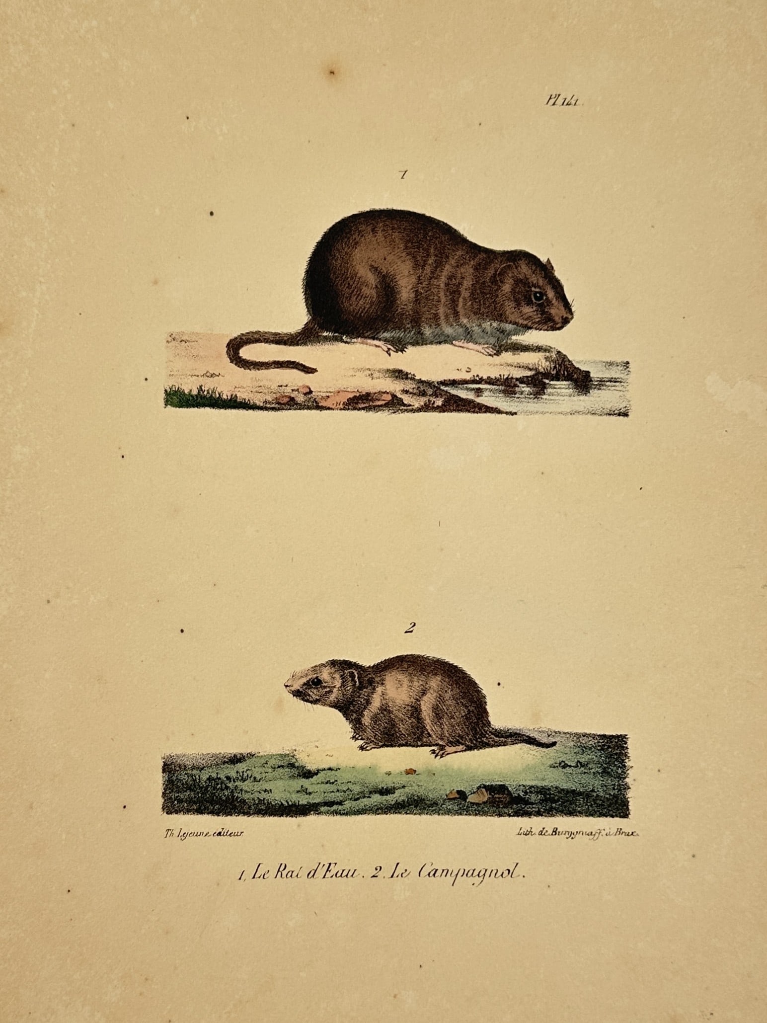 George-Louis Leclerc, Comte de Buffon – The Water Rat and the Vole – Hand-coloured lithograph (1 of 2)