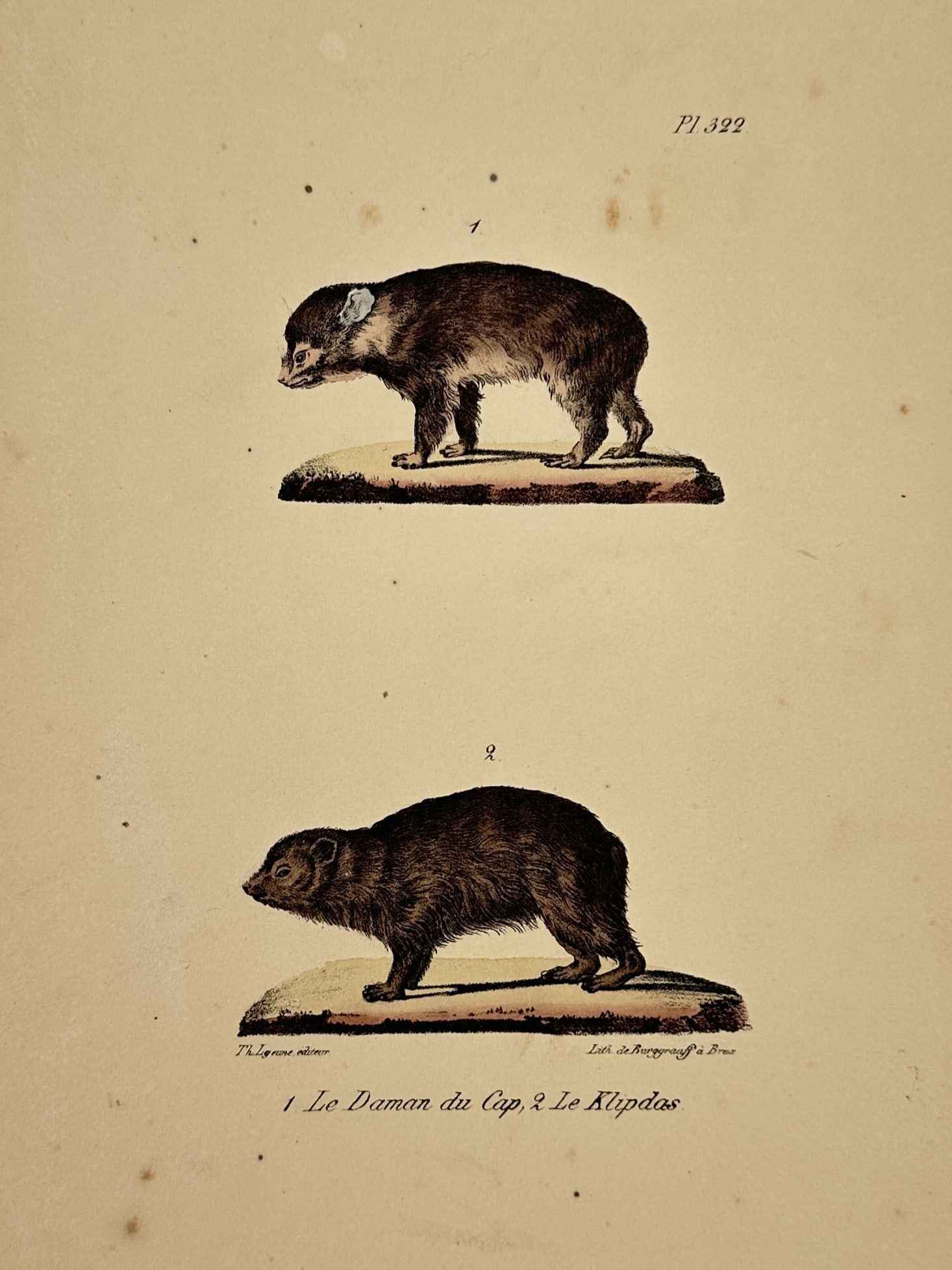 George-Louis Leclerc, Comte de Buffon – The Cape Hyrax and the Rock Hyrax: "1 Le Daman du Cap. 2 Le Klipdas." presents two distinct hyrax species positioned one above the other in a naturalistic display. The upper figure depicts a Cape hyrax shown in profile with its charact