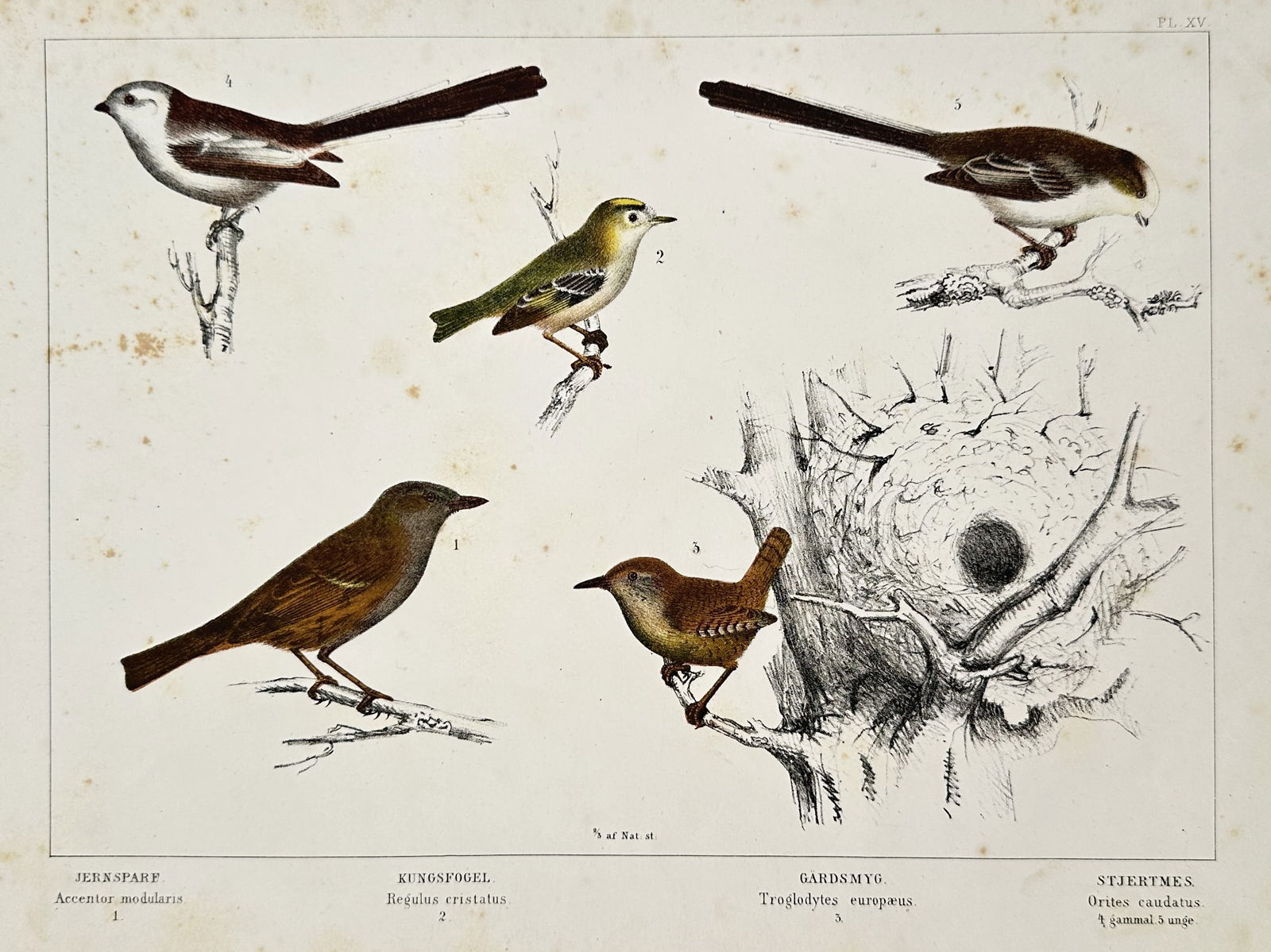 Carl Jacob Sundevall (1801–1875) – Swedish Birds – Hand-coloured lithograph (19th Century) (1 of 2)