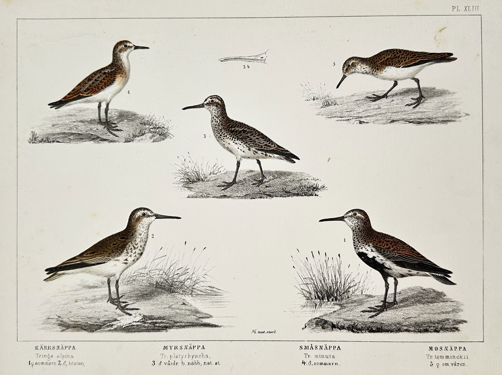 Carl Jacob Sundevall (1801–1875) – Swedish Wading Birds – Hand-coloured lithograph (1 of 2)