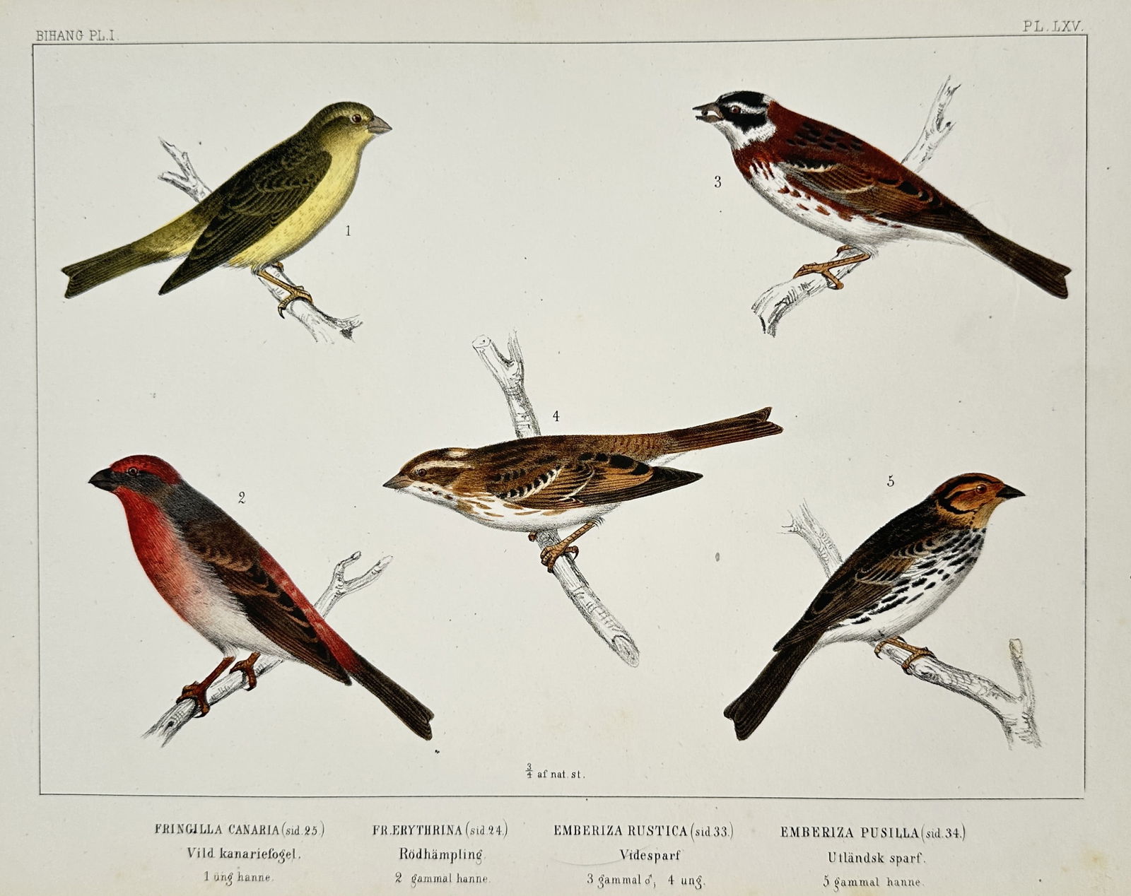Carl Jacob Sundevall (1801–1875) – Swedish Finches and Buntings – Hand-coloured lithograph: "FRINGILLA CANARIA, FR. ERYTHRINA, EMBERIZA RUSTICA, EMBERIZA PUSILLA" illustrates five studies of songbirds perched on bare branches. The plate features a Wild Canary, a Common Rosefinch, a Rustic Bu