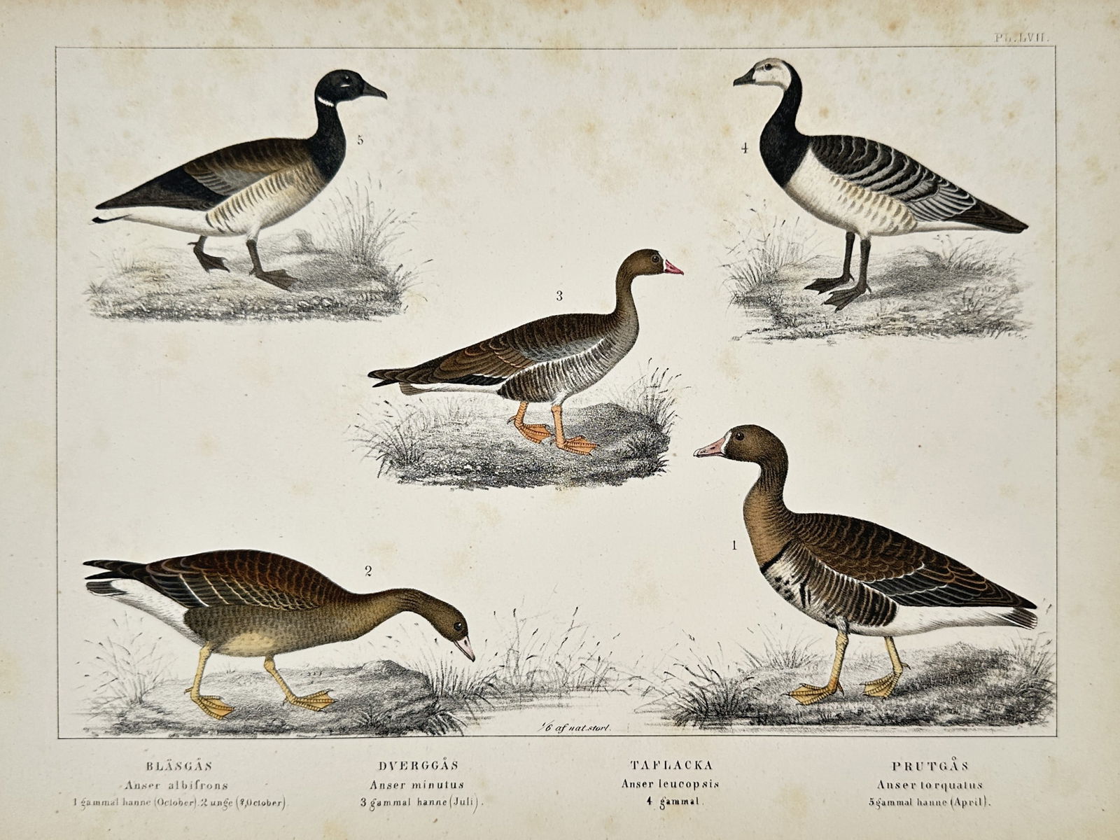 Carl Jacob Sundevall (1801–1875) – Swedish Geese – Hand-coloured lithograph (19th Century) (1 of 1)