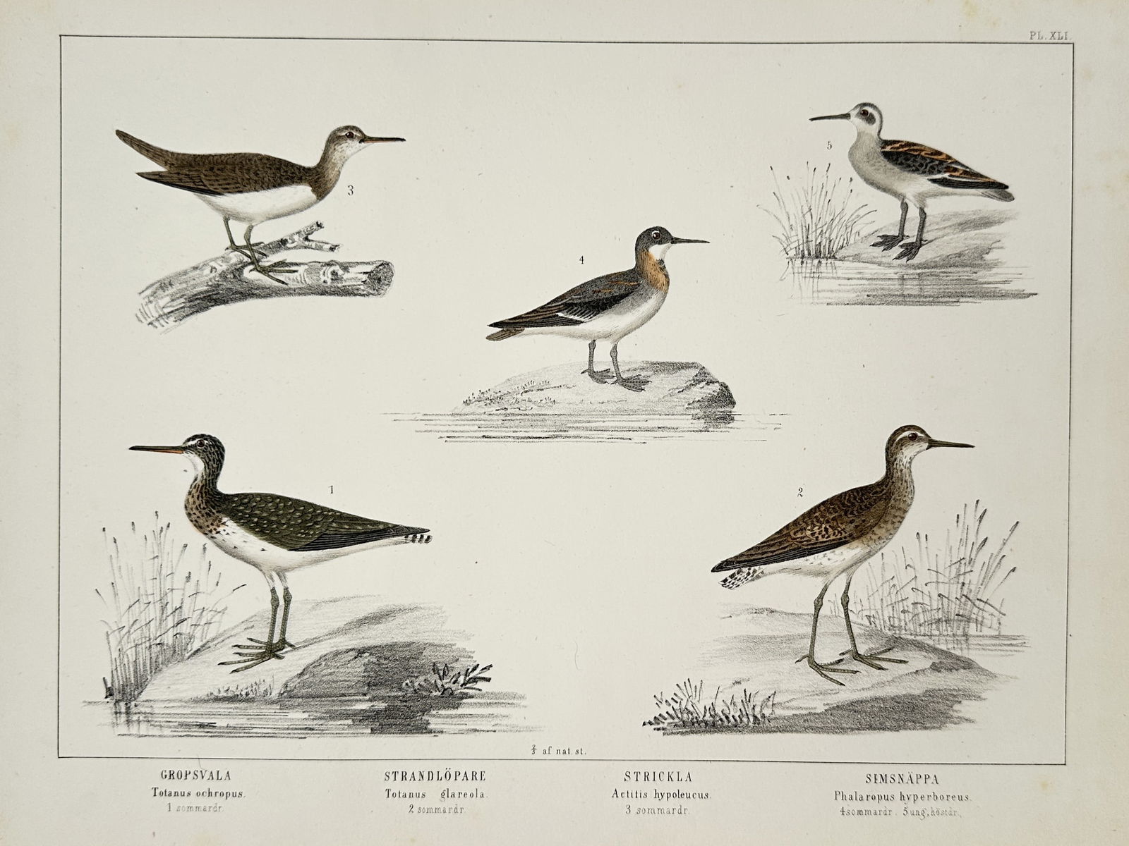 Carl Jacob Sundevall (1801–1875) – Swedish Waders and Phalaropes – Hand-coloured lithograph (1 of 2)