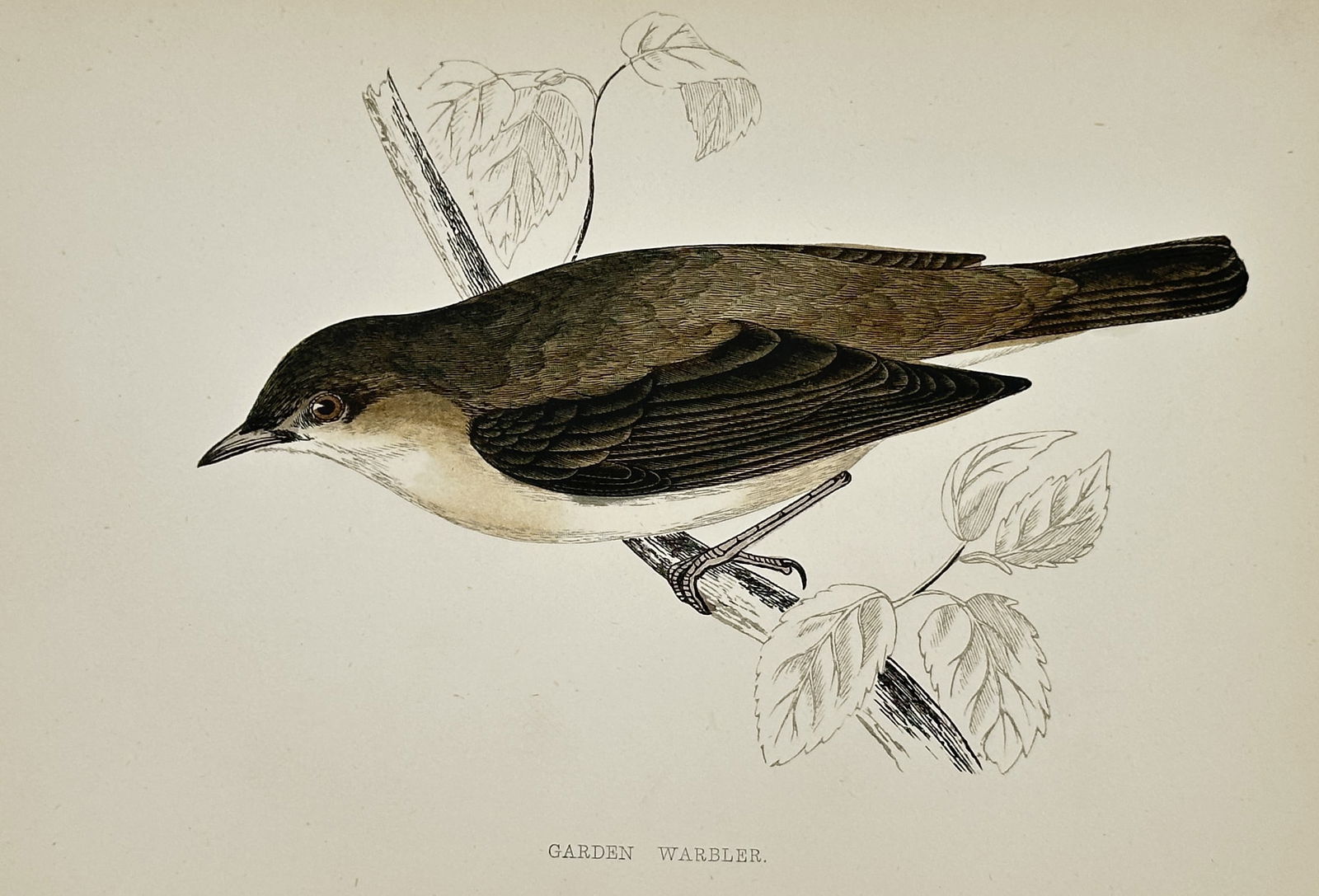 Francis Orpen Morris (1810–1893) – Garden Warbler – Hand-coloured wood engraving (1851): "GARDEN WARBLER" depicts a single songbird perched on a slender, leafy branch. The bird is rendered in profile, showing its characteristic olive-brown upper plumage and pale underparts with fine atten