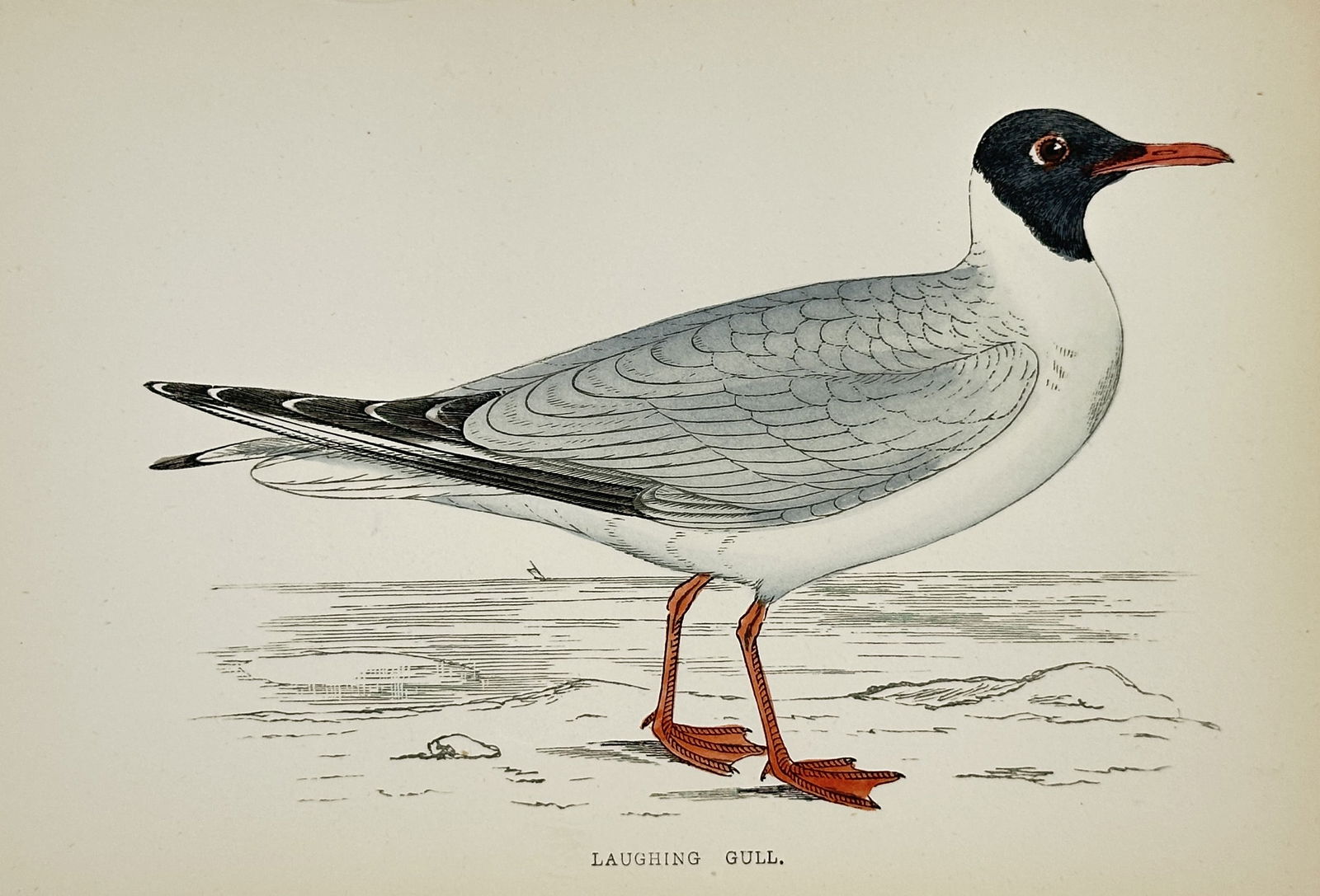 Francis Orpen Morris (1810–1893) – Laughing Gull – Hand-coloured wood engraving (1851): "LAUGHING GULL" illustrates a single adult gull in breeding plumage, characterized by its distinctive black hood, bright red bill, and orange-red legs. The bird is shown in profile standing on a sandy
