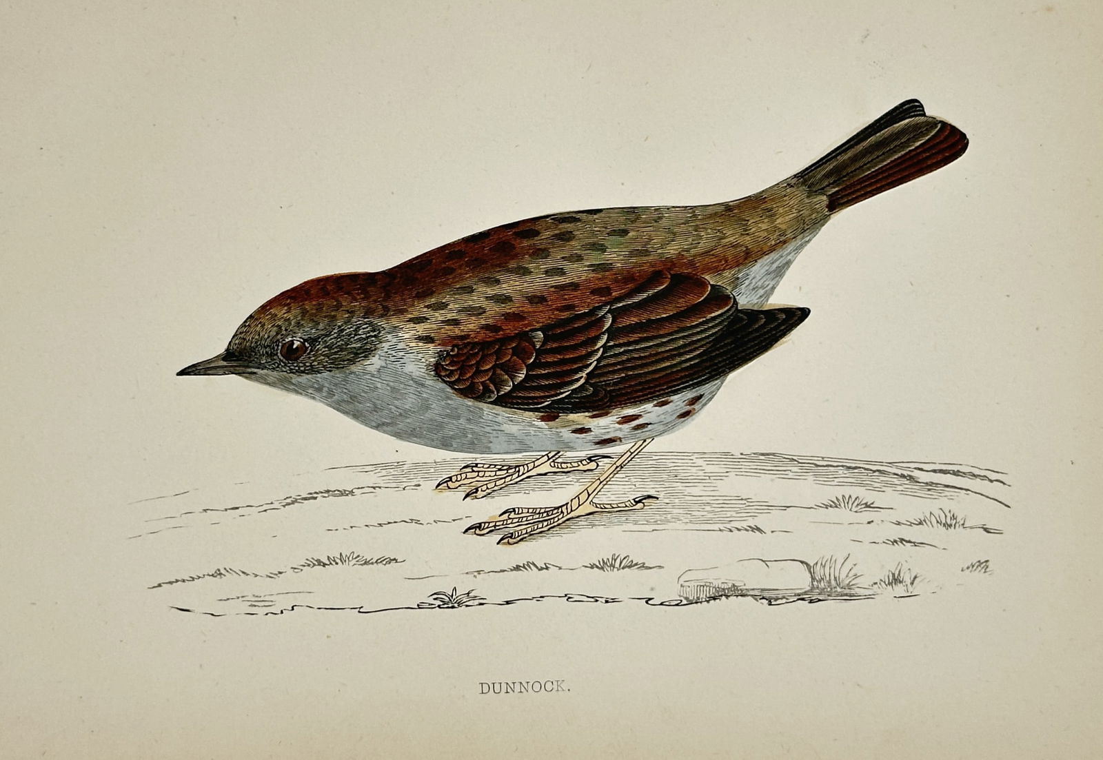 Francis Orpen Morris (1810–1893) – Dunnock – Hand-coloured wood engraving (1851): "DUNNOCK" depicts a single songbird in profile, resting on a flat, stony ground. The bird is rendered with fine detail to the feathers, showing a mix of reddish-brown and grey tones on its back and a