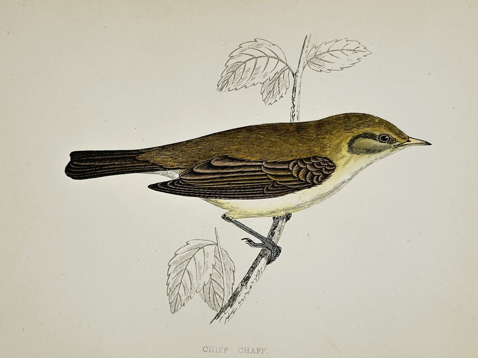 Francis Orpen Morris (1810–1893) – Common Chiffchaff – Hand-coloured wood engraving (1851): "CHIFF CHAFF" depicts a single songbird perched on a leafy twig, shown in profile with its characteristic olive-green plumage and pale eye stripe. This work was published in London by Groombridge and