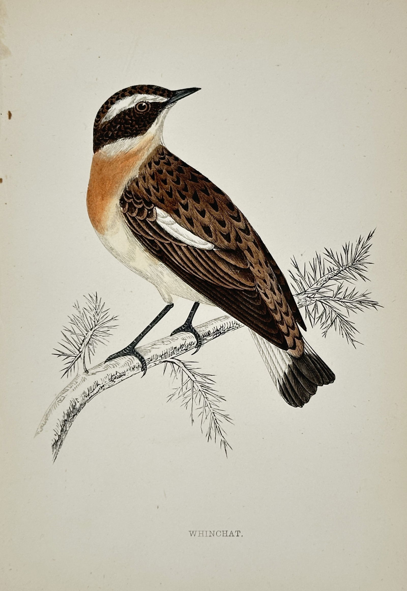 Francis Orpen Morris (1810–1893) – Whinchat – Hand-coloured wood engraving (1851): "WHINCHAT." depicts a single songbird perched on a prickly coniferous branch, shown in profile with its head turned back toward the viewer. The bird features a distinctive white eye stripe, a dark mas