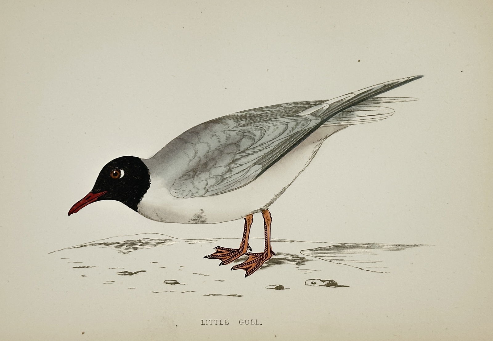 Francis Orpen Morris (1810–1893) – Little Gull – Hand-coloured wood engraving (1851) (1 of 2)