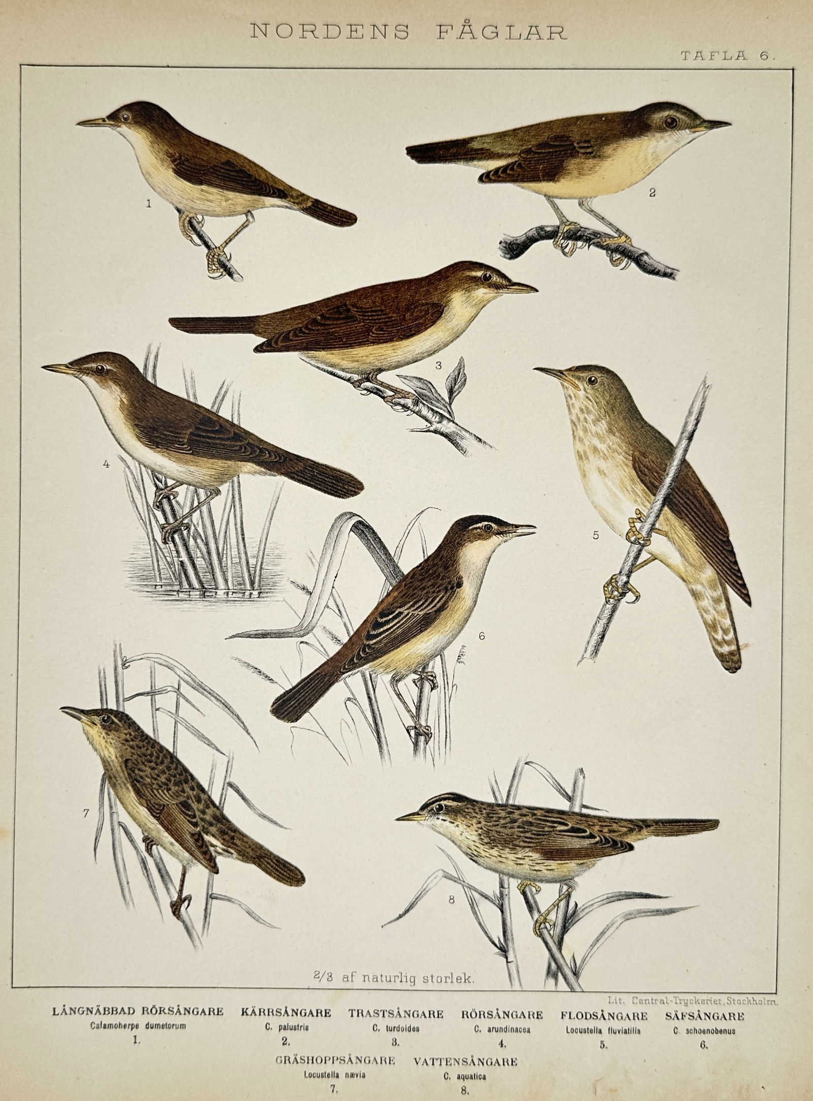 Gustaf Kolthoff (1845–1913) – Northern Warblers – Lithograph (1898): "NORDENS FÅGLAR" illustrates eight studies of northern European warblers perched among various reeds and branches. The plate features the Great Reed Warbler, Marsh Warbler, Reed Warbler, River Warble
