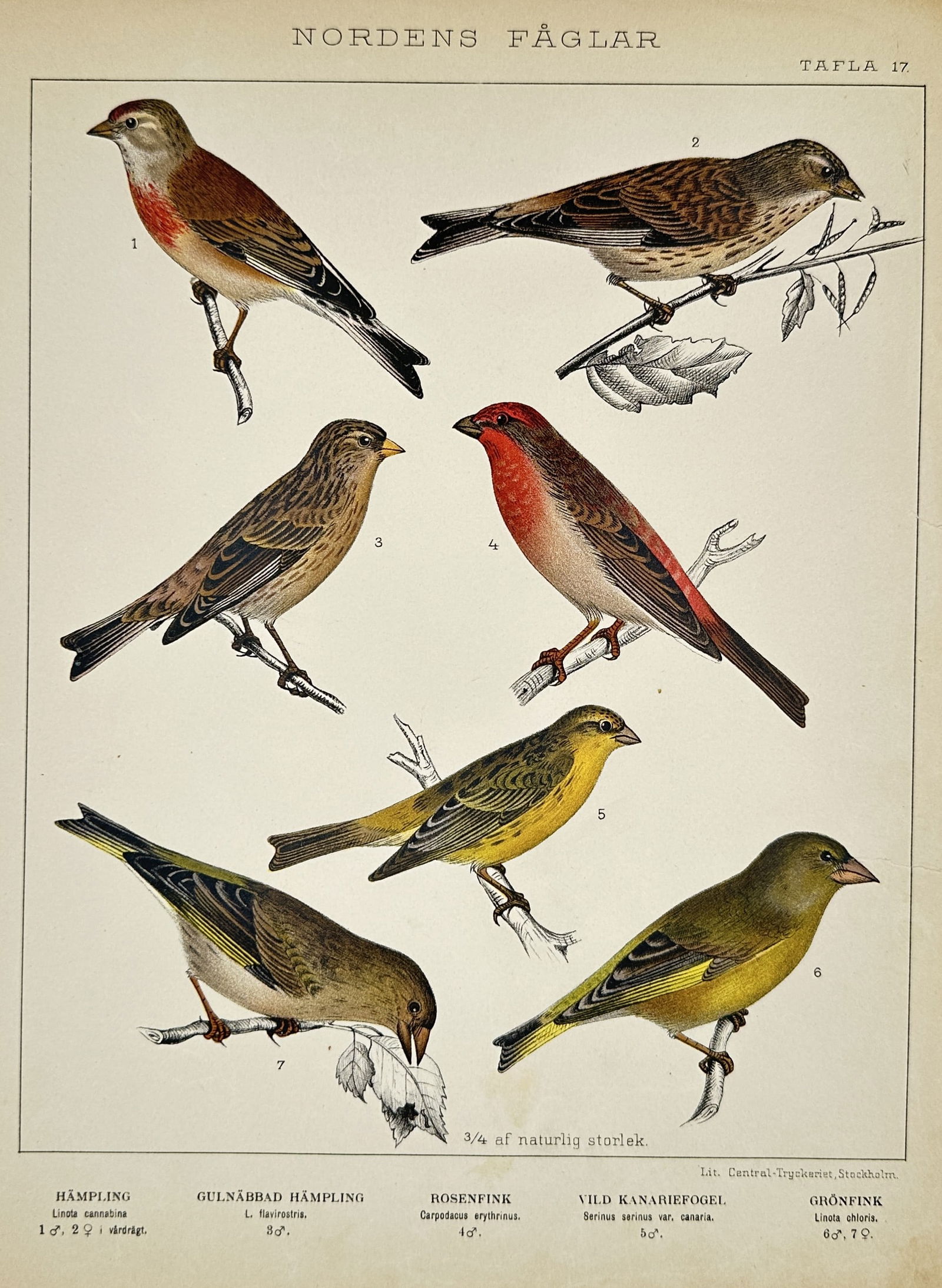 Gustaf Kolthoff (1845–1913) – Northern European Finches – Lithograph (1898) (1 of 2)