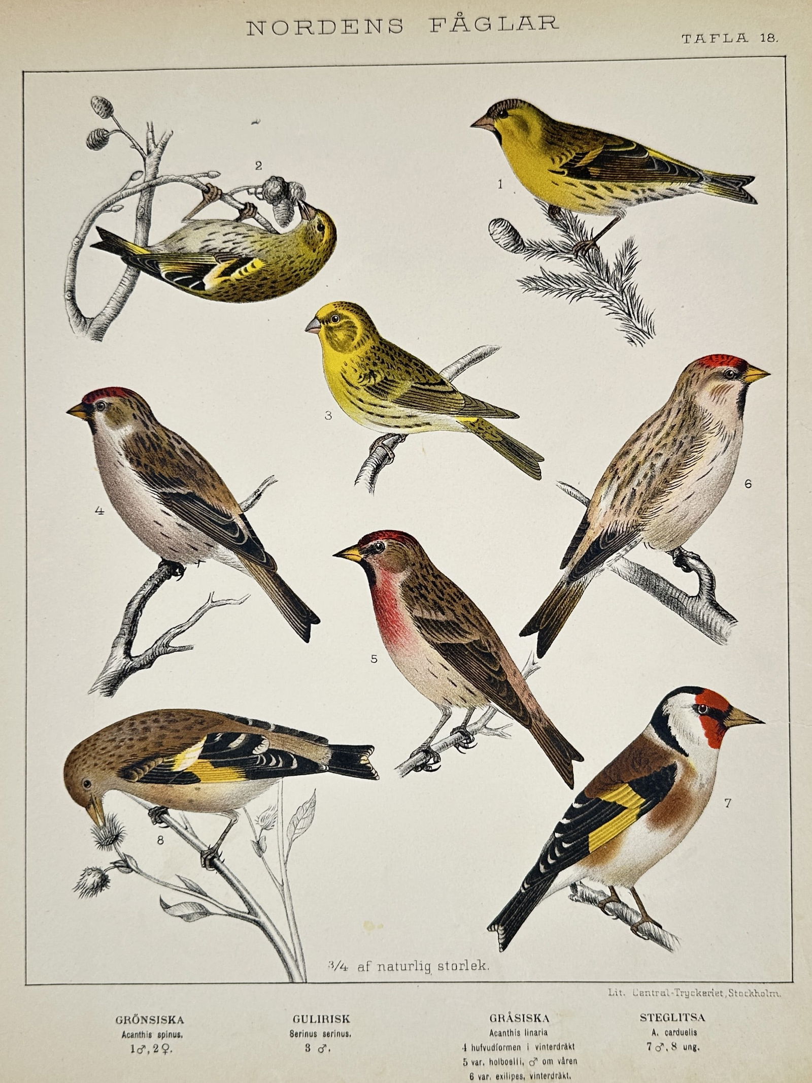 Gustaf Kolthoff (1845–1913) – Northern Finches – Lithograph (1898): "NORDENS FÅGLAR" illustrates eight studies of various northern European finches perched on coniferous and deciduous branches. The plate includes detailed renderings of the Eurasian Siskin, European S