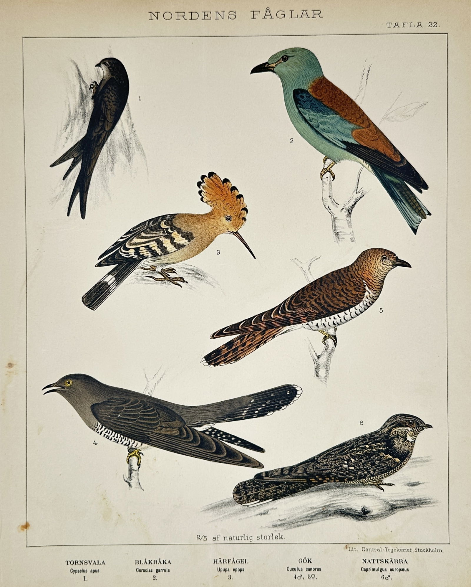 Gustaf Kolthoff (1845–1913) – Northern Swift, Roller, Hoopoe, Cuckoos, and Nightjar – (1 of 2)