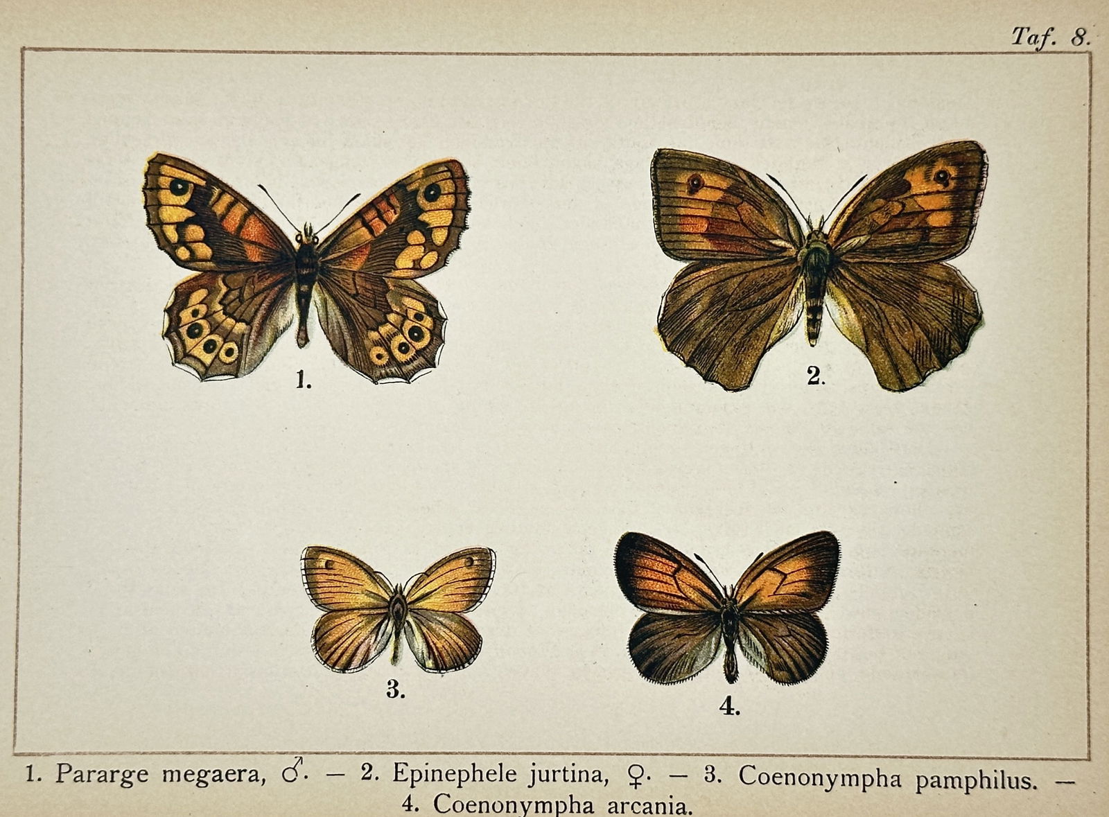 Gottfrid Adlerz (1858–1918) – Nymphalid Butterflies – Lithograph (1900–1910) (1 of 2)