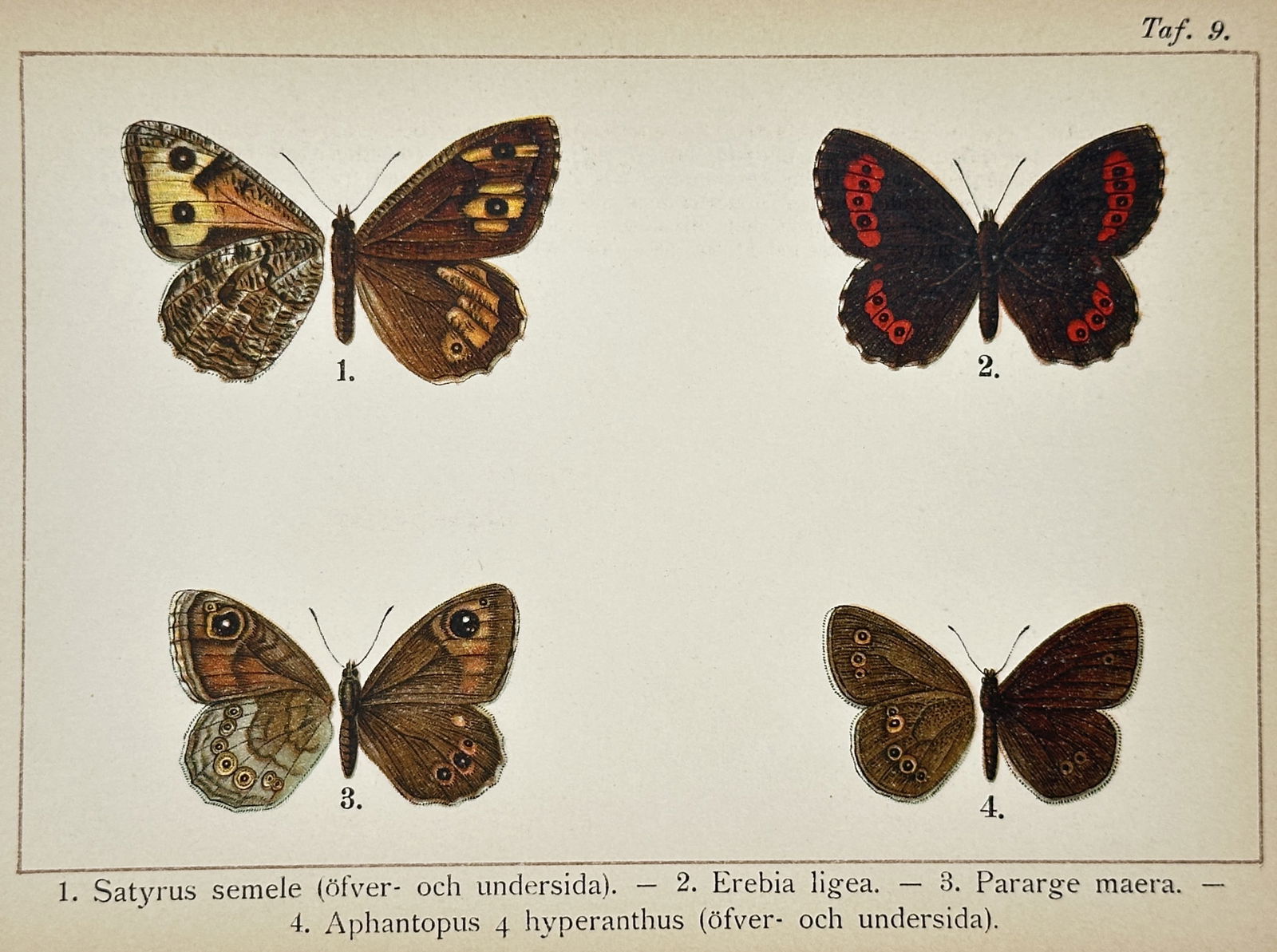 Gottfrid Adlerz (1858–1918) – Studies of Nymphalid Butterflies – Lithograph (1900–1910) (1 of 2)