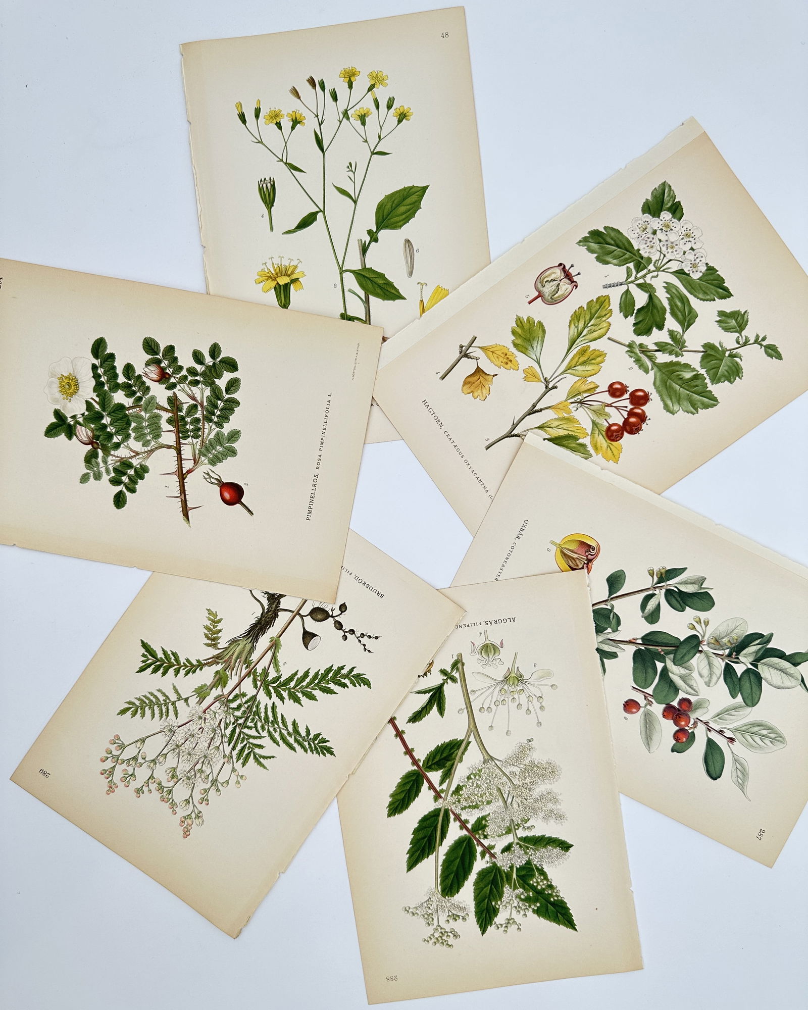 Carl Axel Magnus Lindman (1856–1928)– Set of 6: Nordic Flowering Shrubs and – Lithograph (1 of 2)