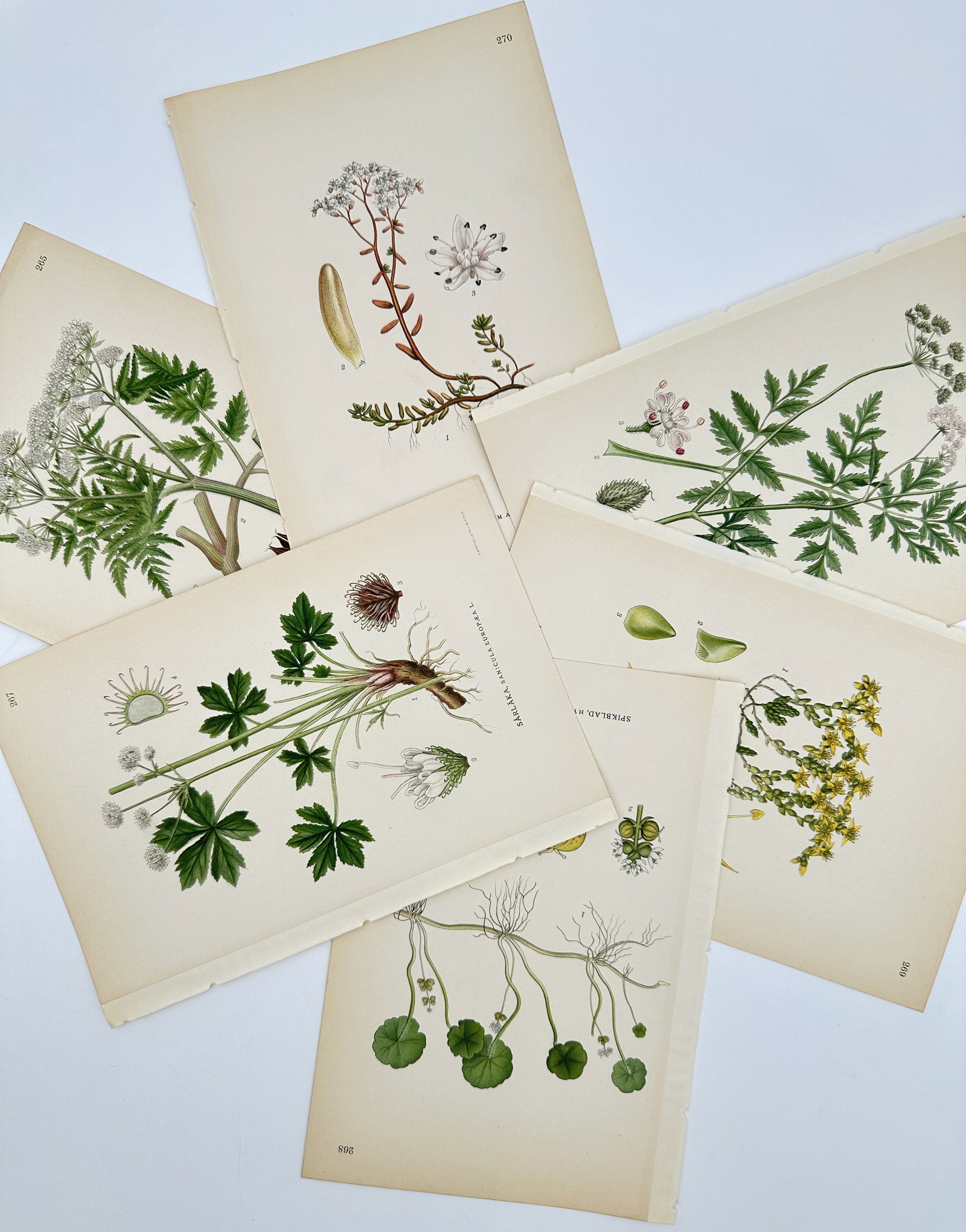 Carl Axel Magnus Lindman (1856–1928) – Set of 6: Flowering Herbs – Lithograph (1901-05) (1 of 2)