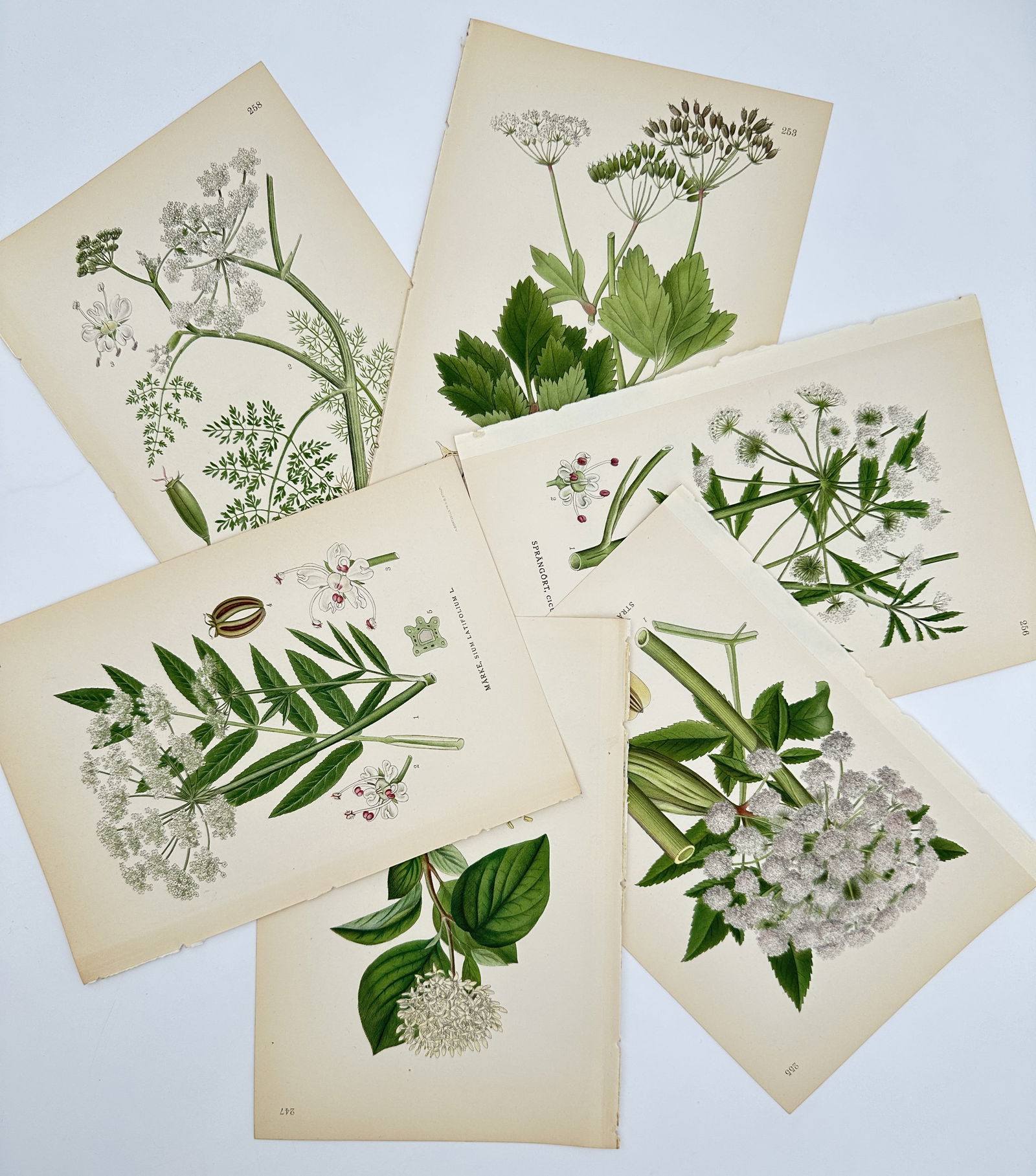 Carl Axel Magnus Lindman (1856–1928) – Set of 6: Nordic Flowering Herbs – Lithograph: "Nordic Flowering Herbs" illustrates six botanical plates featuring a variety of Swedish flora, including Sium latifolium, Anthriscus sylvestris, and Cicuta virosa. Each plate displays the plant morph