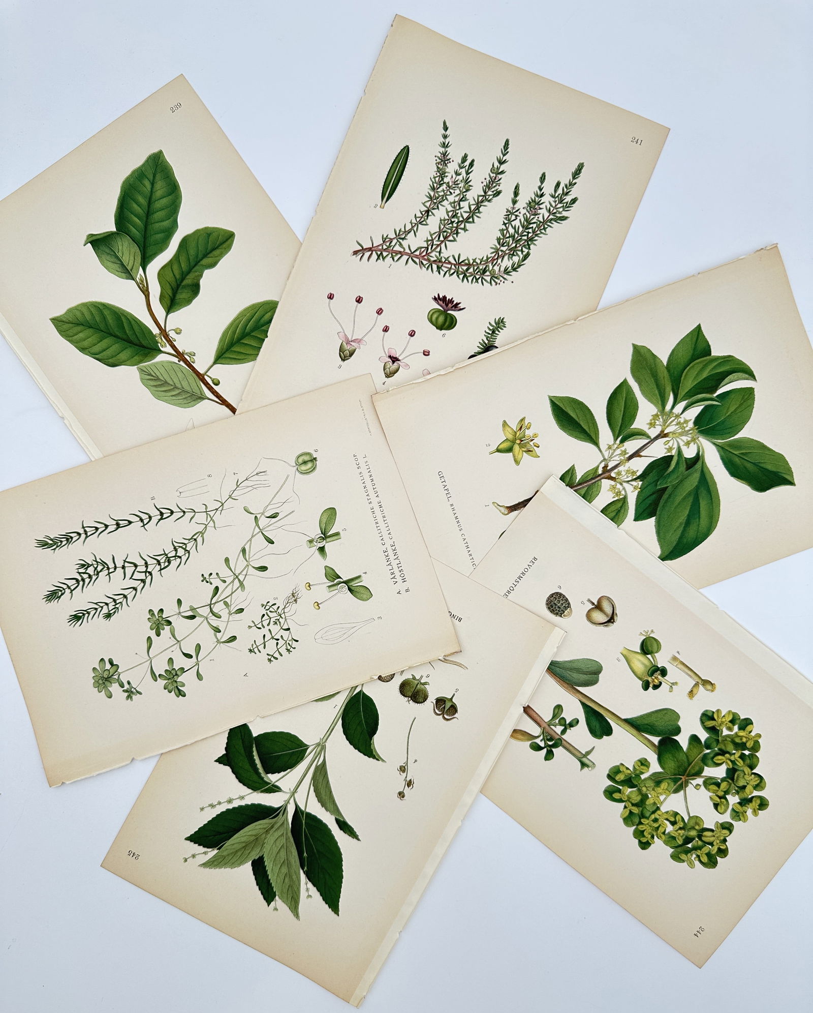 Carl Axel Magnus Lindman (1856–1928) – Set of 6: Nordic Flowering Shrubs and Herbs – (1 of 2)