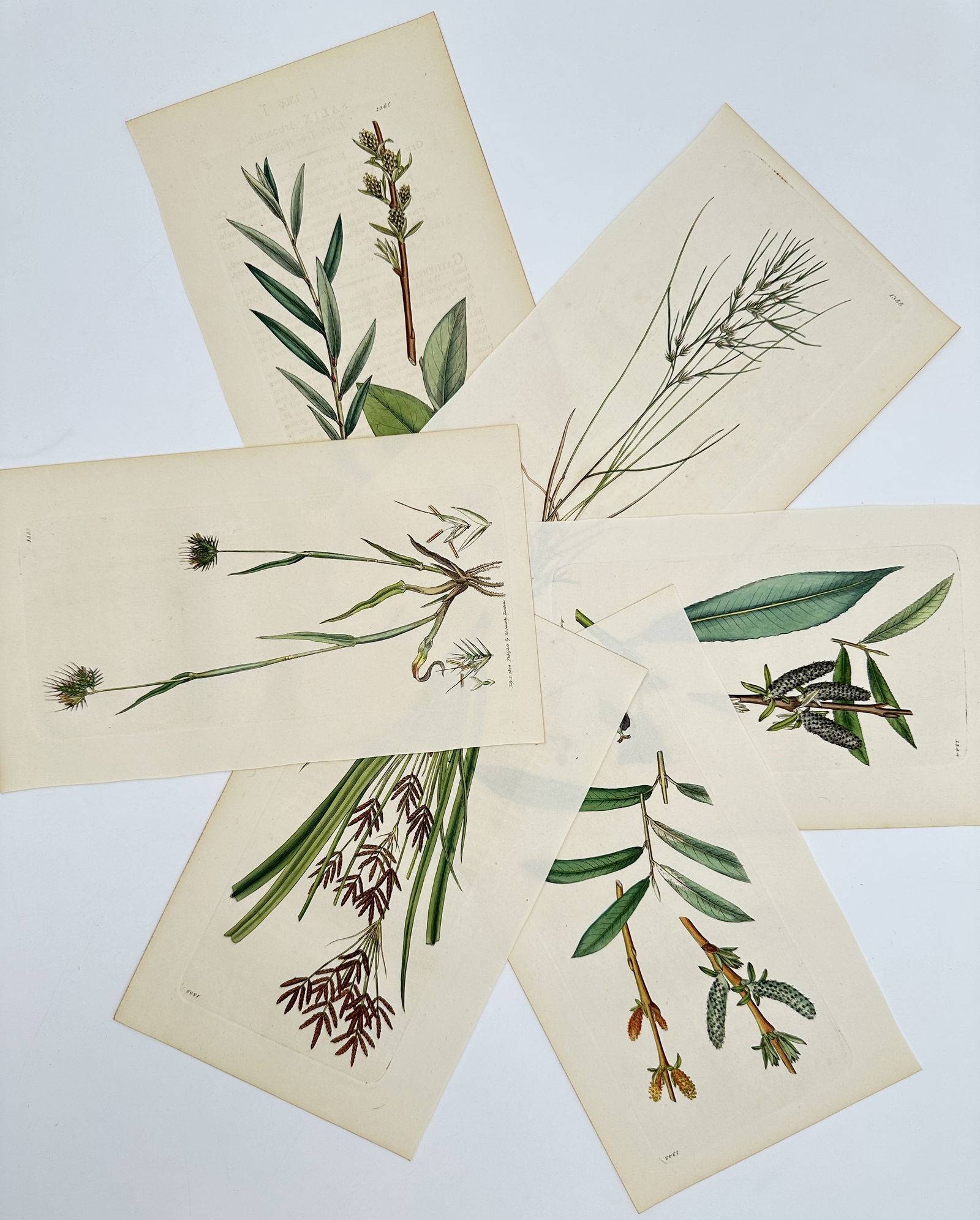 James Sowerby (1757–1822) – Set of 6: Nordic Sedges and Willows – Lithograph (1901–1905) (1 of 2)