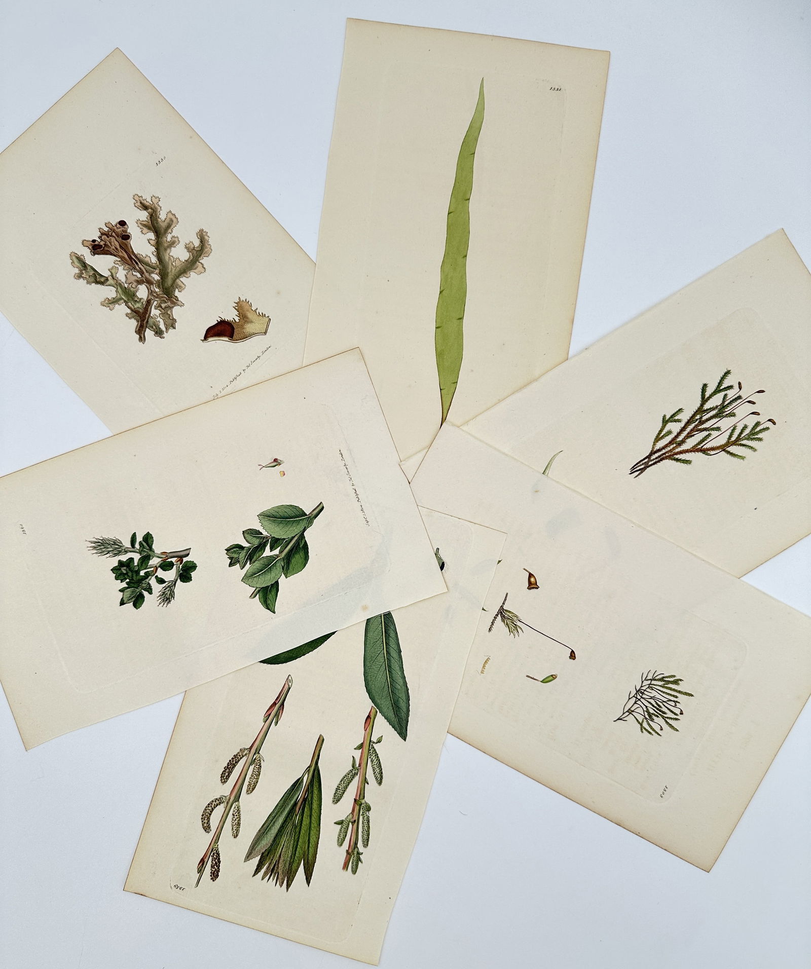 James Sowerby (1757–1822) – Set of 6: Nordic Lichens and Wetland Flora – Lithograph: "Nordic Lichens and Wetland Flora" illustrates six botanical plates featuring various Scandinavian non-vascular and wetland species, including Parmelia saxatilis, Salix repens, and various mosses. Eac