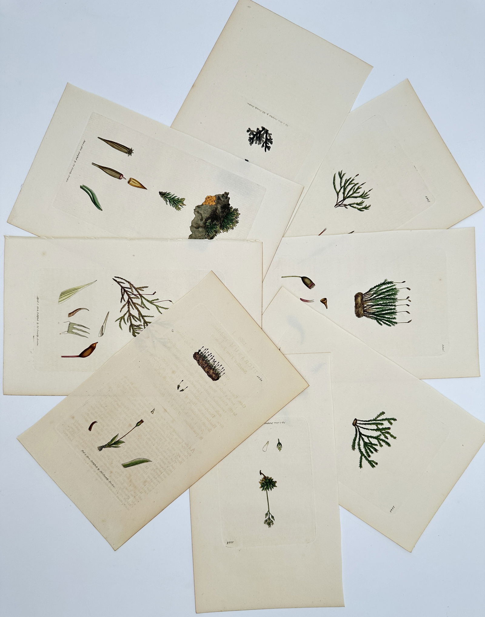 James Sowerby (1757–1822) – Set of 8: Nordic Cryptogams and Wetland Flora – Lithograph (1 of 2)