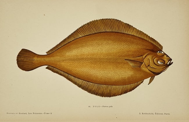 Jules Rothschild (1838–1900) – Flatfish – Chromolithograph (1877): This color illustration depicts species of flatfish, including the Pole, rendered with scientific precision. These prints are from the natural history work Les Poissons, authored by Paul Gervais and R