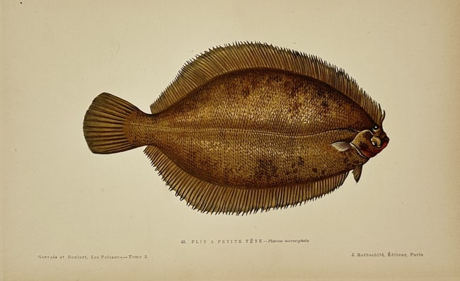 Jules Rothschild (1838–1900) – Lemon Sole – Chromolithograph (1877) (1 of 2)