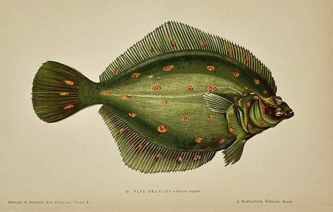 Jules Rothschild (1838–1900) – The Pole – Chromolithograph (1877): This color illustration depicts the fish species known as the Pole, rendered with meticulous detail to show its distinctive elongated body and scale patterns. The print is featured in the scientific w