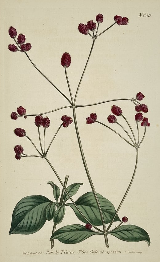 William Curtis (1746–1799) – Nodding Trillium – Engraving (1806): This engraving depicts a nodding trillium specimen, showing its characteristic single white flower with recurved petals hanging beneath three large, broad green leaves. The illustration captures the d