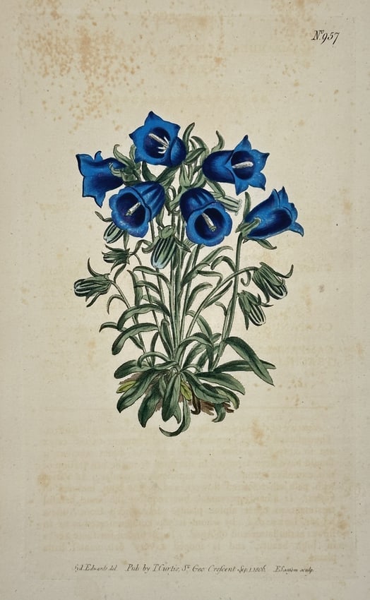 William Curtis (1746–1799) – Bearded Bellflower – Engraving (1806): This engraving depicts a bearded bellflower specimen, showing a cluster of vibrant blue, funnel-shaped flowers arranged on a leafy green stem. The illustration captures the nodding habit of the blosso