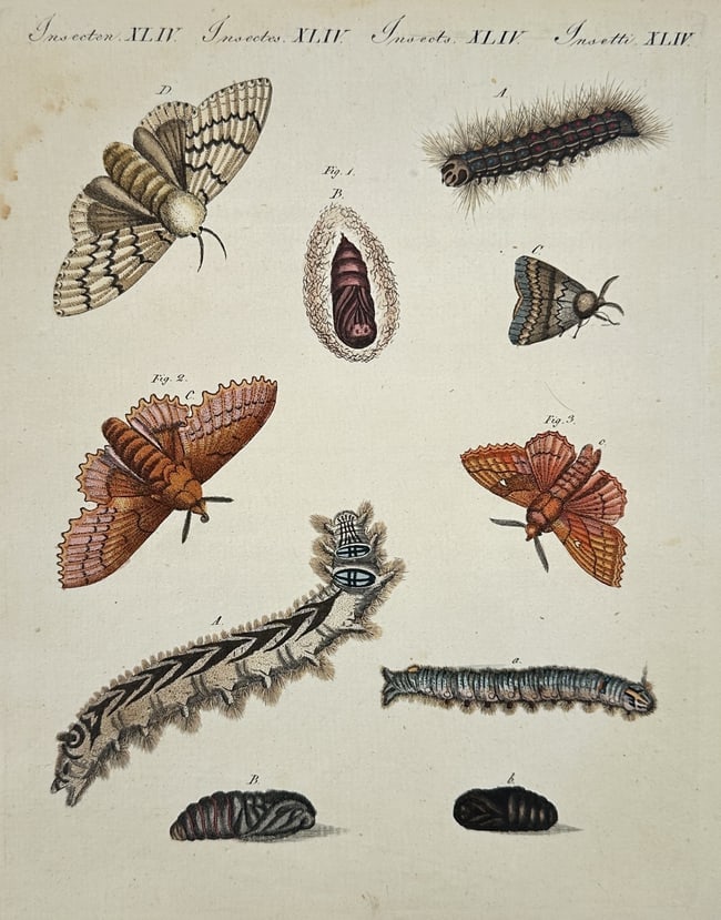 Friedrich Justin Bertuch (1747–1822) – Lifecycle of Moths and Caterpillars – Engraving: This engraving depicts the various developmental stages of several moth species, including the caterpillar, pupa, and adult forms. The central composition features two large, hairy caterpillars with d