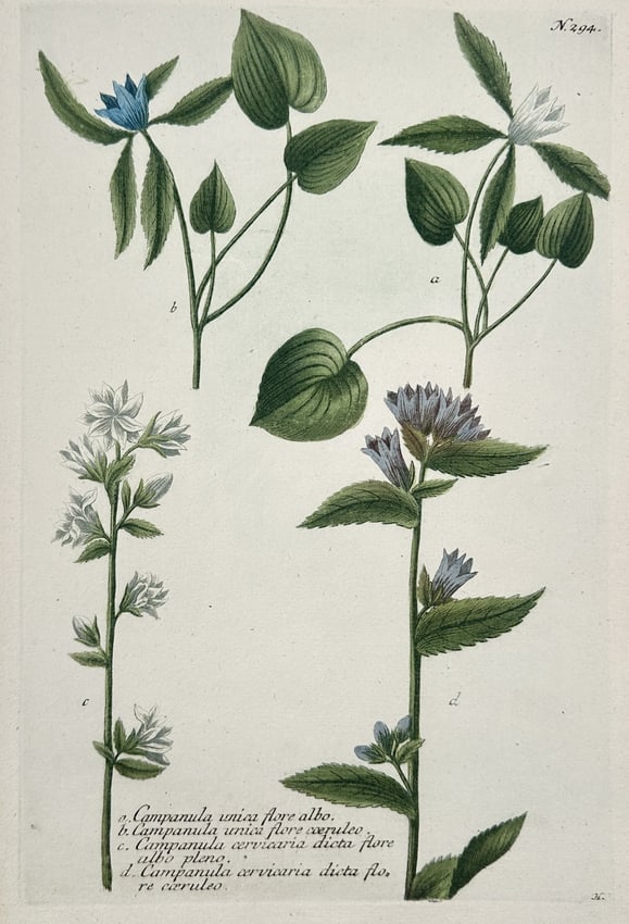 Johann Wilhelm Weinmann (1683–1741) – Campanula Floral Studies – Engraving (1 of 2)