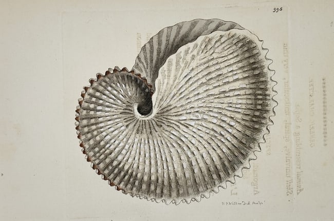 Frederick Polydore Nodder (1751–1801) – Tuberculated Argonaut – Hand-colored: This illustration depicts a tuberculated argonaut shell, also known as the paper nautilus, showing its delicate, spiral-formed structure. The work captures the thin, translucent quality of the shell w