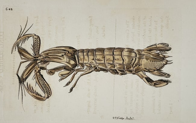 Frederick Polydore Nodder (1751–1801) – Mantis Shrimp – Hand-colored Engraving: This illustration depicts a mantis shrimp, shown in profile to highlight its elongated, segmented body and specialized predatory appendages. The work captures the intricate exoskeleton of the crustace