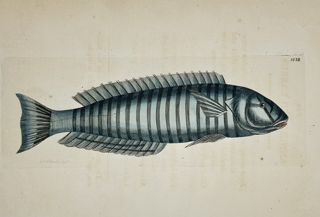 Frederick Polydore Nodder (1751–1801) – Blue-striped Wrasse – Hand-colored Engraving (1 of 2)