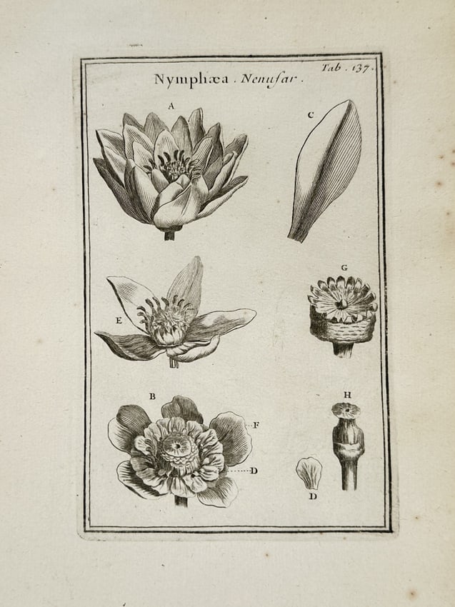 Joseph Pitton de Tournefort (1656–1708) – Botanical Illustrations of Water Lilie (1 of 2)