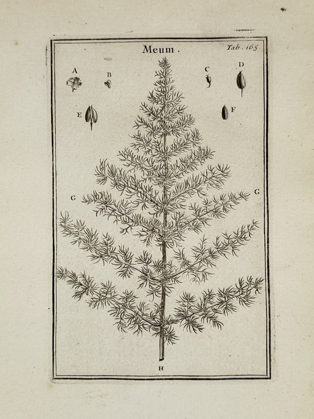 Joseph Pitton de Tournefort (1656–1708) – Botanical Illustrations of Spignel (1 of 2)