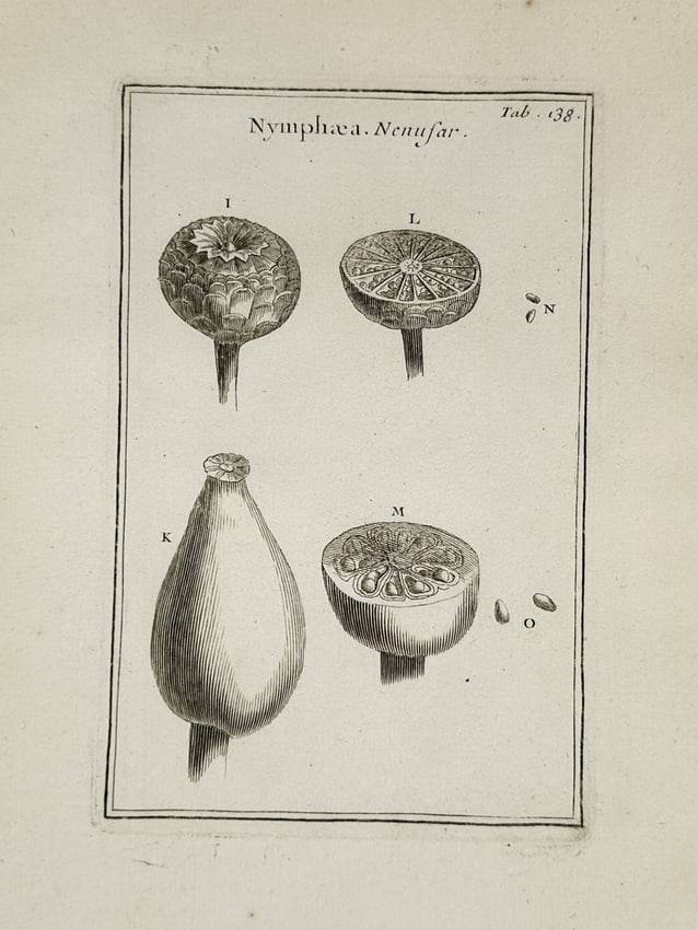 Joseph Pitton de Tournefort (1656–1708) – Botanical Illustrations of Water Lily (1 of 2)