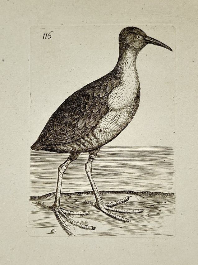 Unknown Artist – Wading Bird by the Shore – Engraving (1700–1800) (1 of 2)
