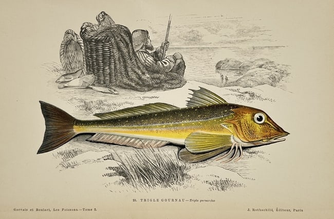 Jules Rothschild (1838–1900) – Red Gurnard – Hand-colored Engraving (1876–1877): This illustration depicts a naturalistic study of a red gurnard, identified by the French title Trigle Gournau. The fish is rendered in vibrant yellow and orange tones with a prominent dorsal fin and